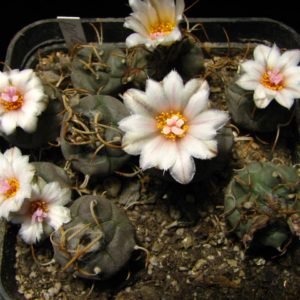 Turbinicarpus polaskii
