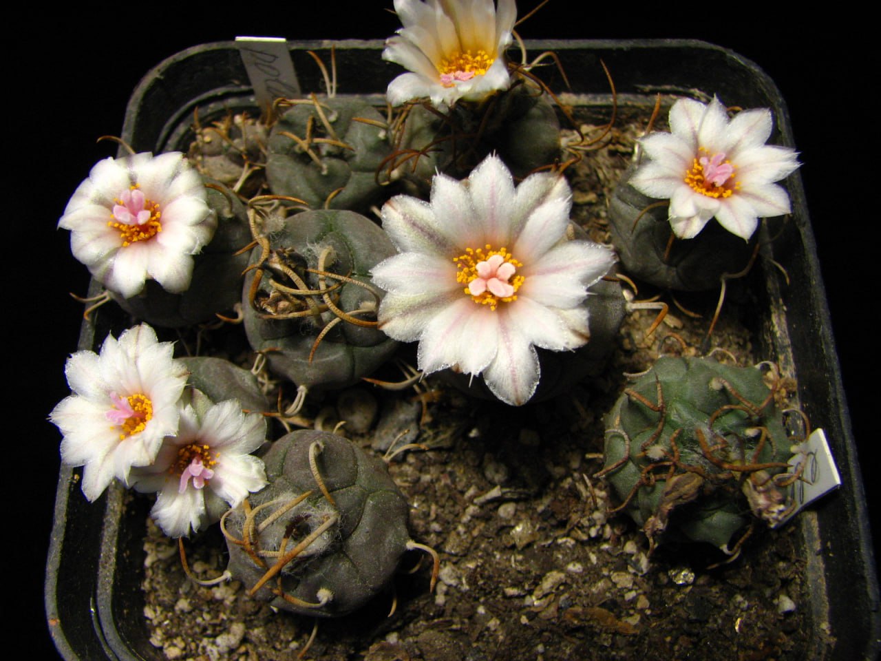 Turbinicarpus polaskii