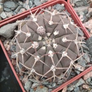 Gymnocalycium paucispinum v. guasayense KP258 -cube-7cm-