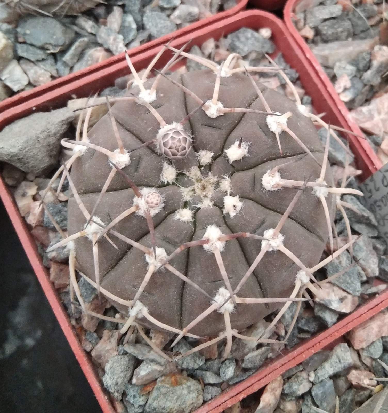 Gymnocalycium paucispinum v. guasayense KP258 -cube-7cm-