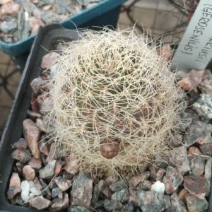 Sulcorebutia  gerosenilis -cube-7cm-