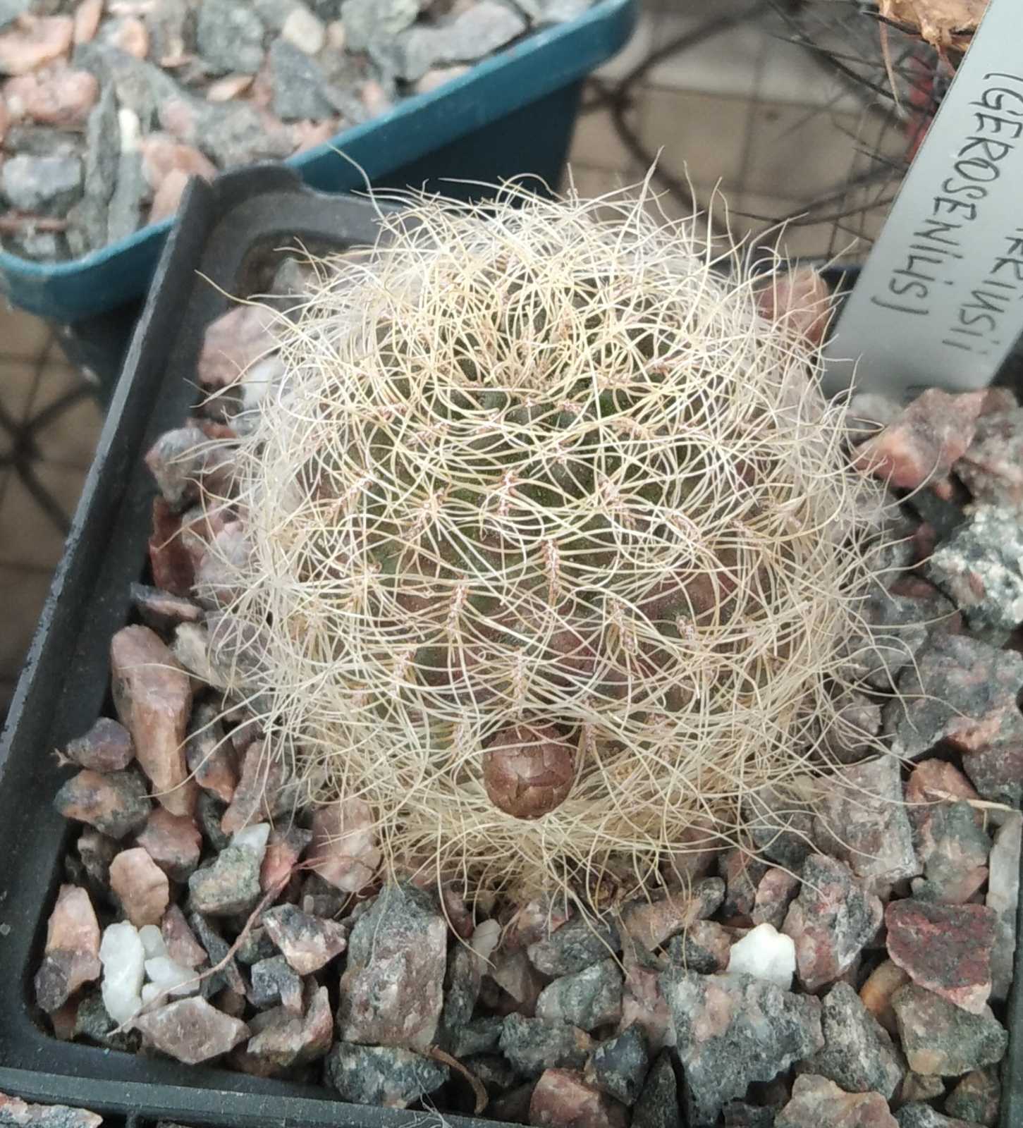 Sulcorebutia  gerosenilis -cube-7cm-