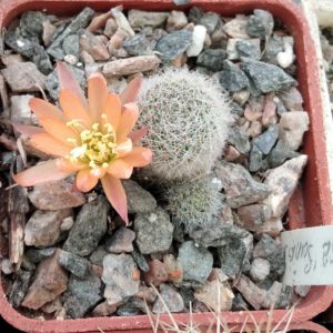 Aylostera cv."Sun Rise" -cube-5cm-