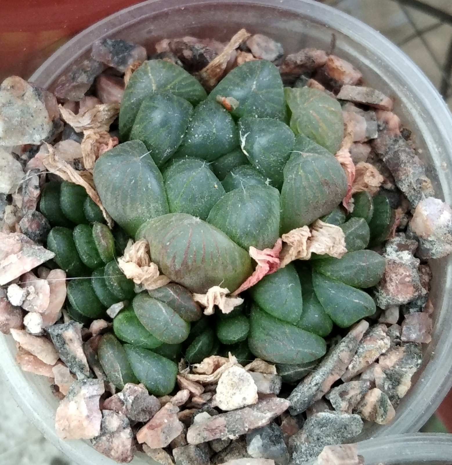 Haworthia coopery v. pilifera -горщик-6см