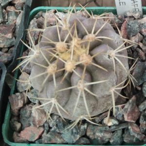 Copiapoa  aff. haseltoniana - cube-7cm-