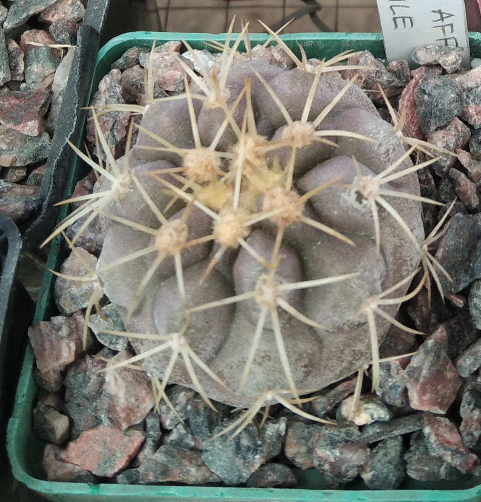 Copiapoa  aff. haseltoniana - cube-7cm-