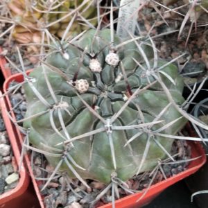 Gymnocalycium gibbosum v. nigrum -MG- 7cm-