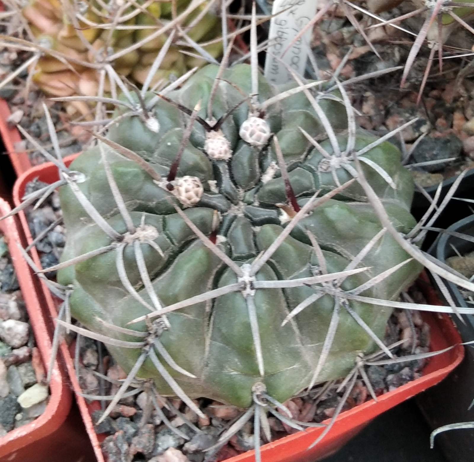 Gymnocalycium gibbosum v. nigrum -MG- 7cm-
