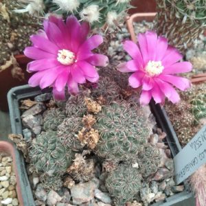 Sulcorebutia canigueralii  EM358a - cube-7cm-