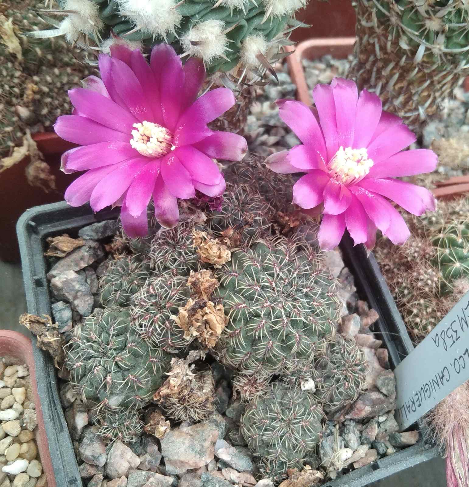 Sulcorebutia canigueralii  EM358a - cube-7cm-