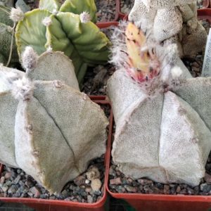 Astrophytum coahuilense SB1474 -cube-7cm-