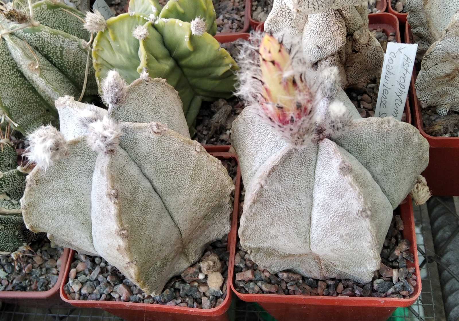 Astrophytum coahuilense SB1474 -cube-7cm-