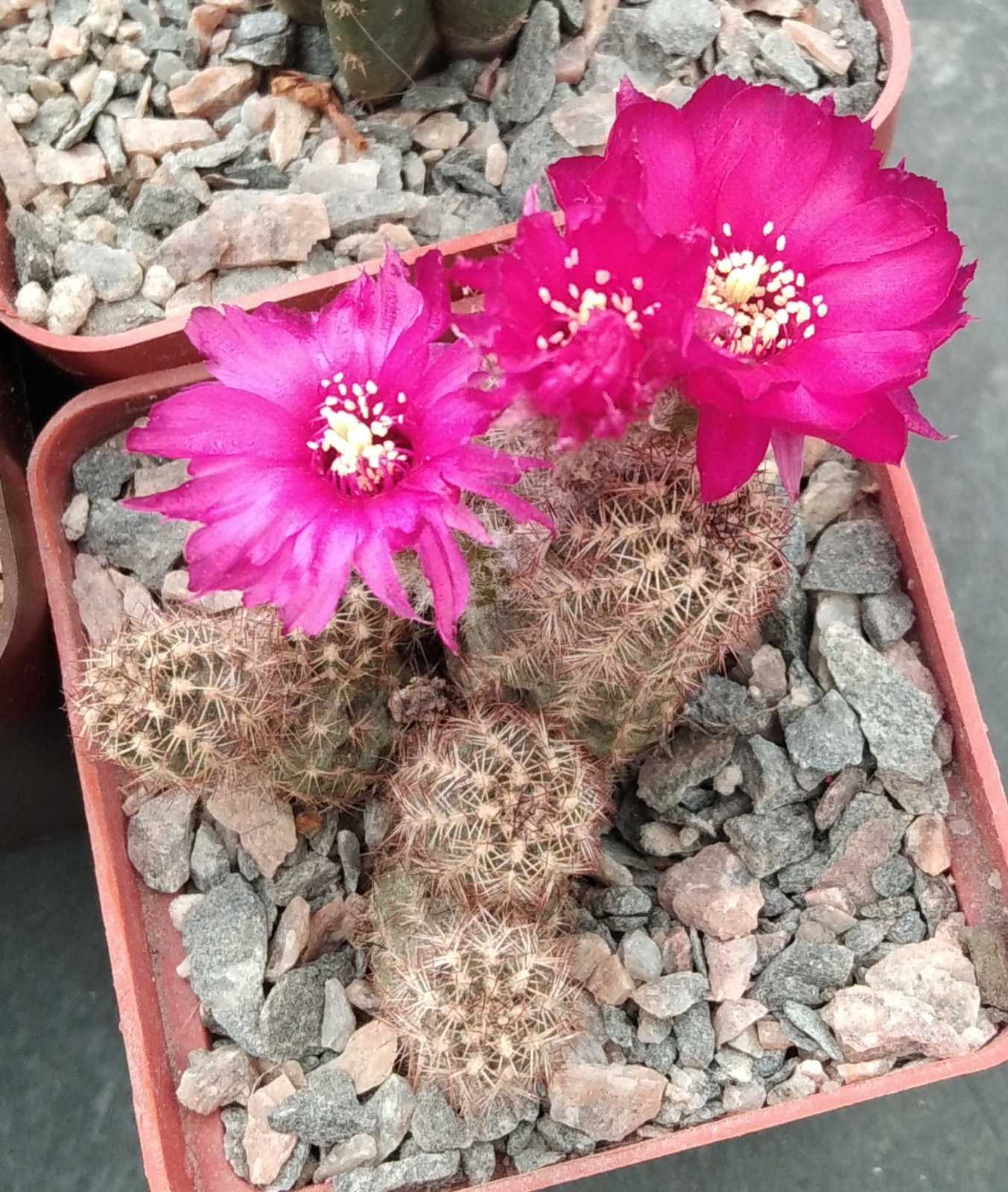 Hameolobivia hybr.