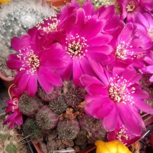 Sulcorebutia rauschii -classik-пагони-