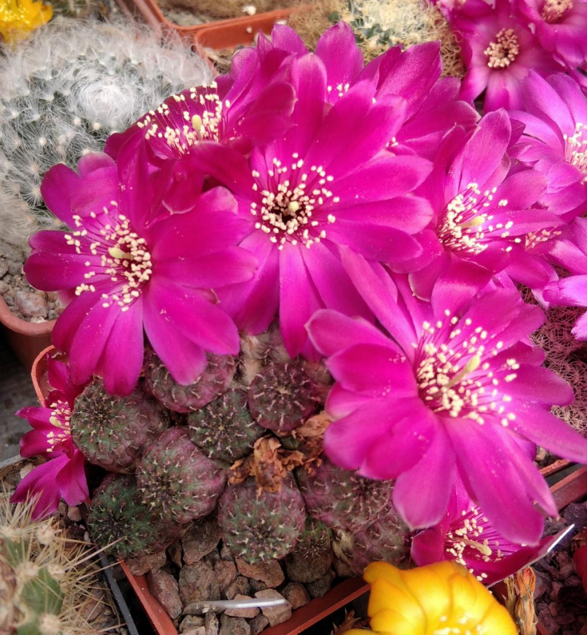 Sulcorebutia rauschii -classik-пагони-