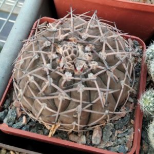 Gymnocalycium  bodanbenderianum -cube-7cm-