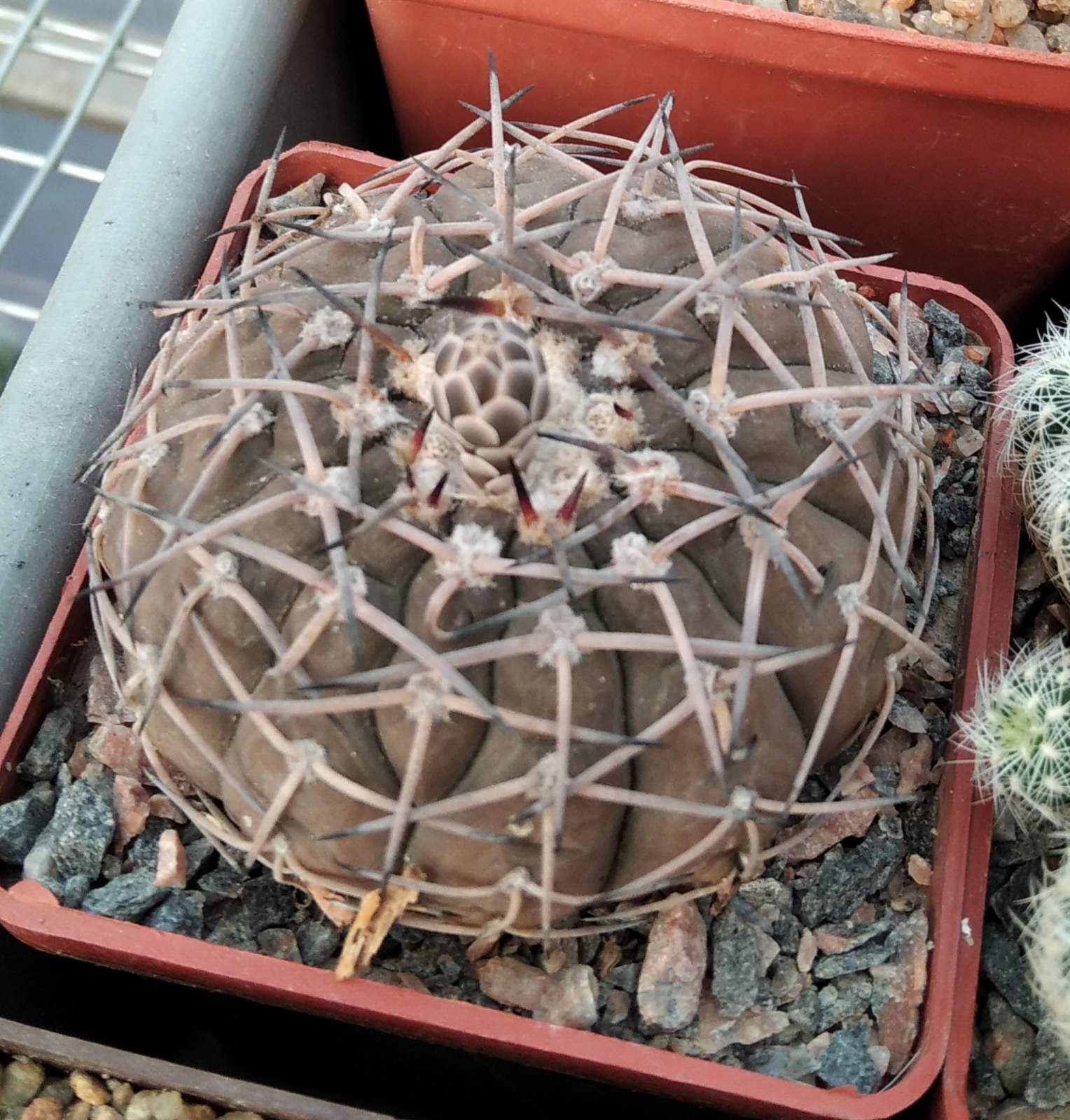 Gymnocalycium bodanbenderianum -cube-7cm-