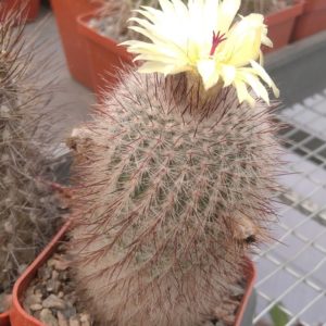 Notocactus scopa - cube-7cm-