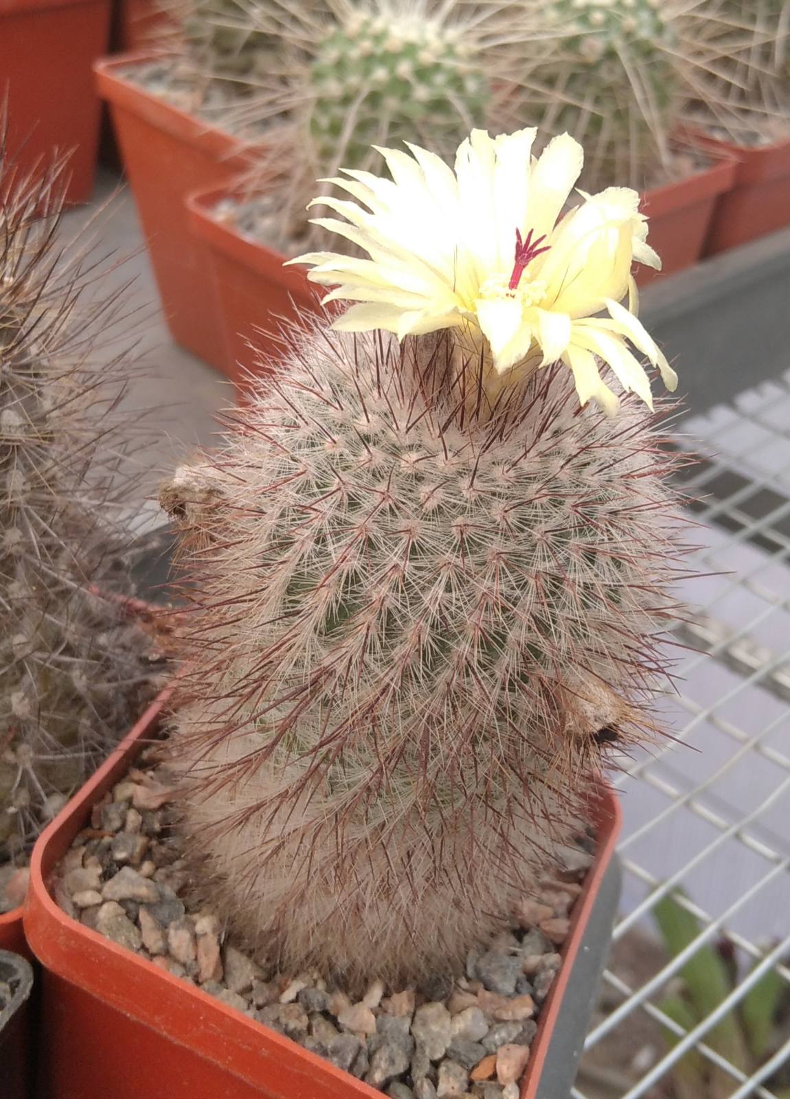 Notocactus scopa - cube-7cm-