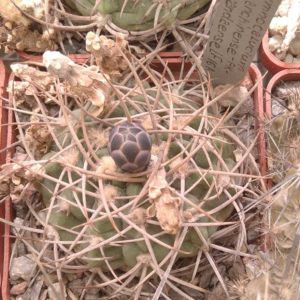 Gymnocalycium guanchinense v. mirandaense LF16a -cube-6cm-
