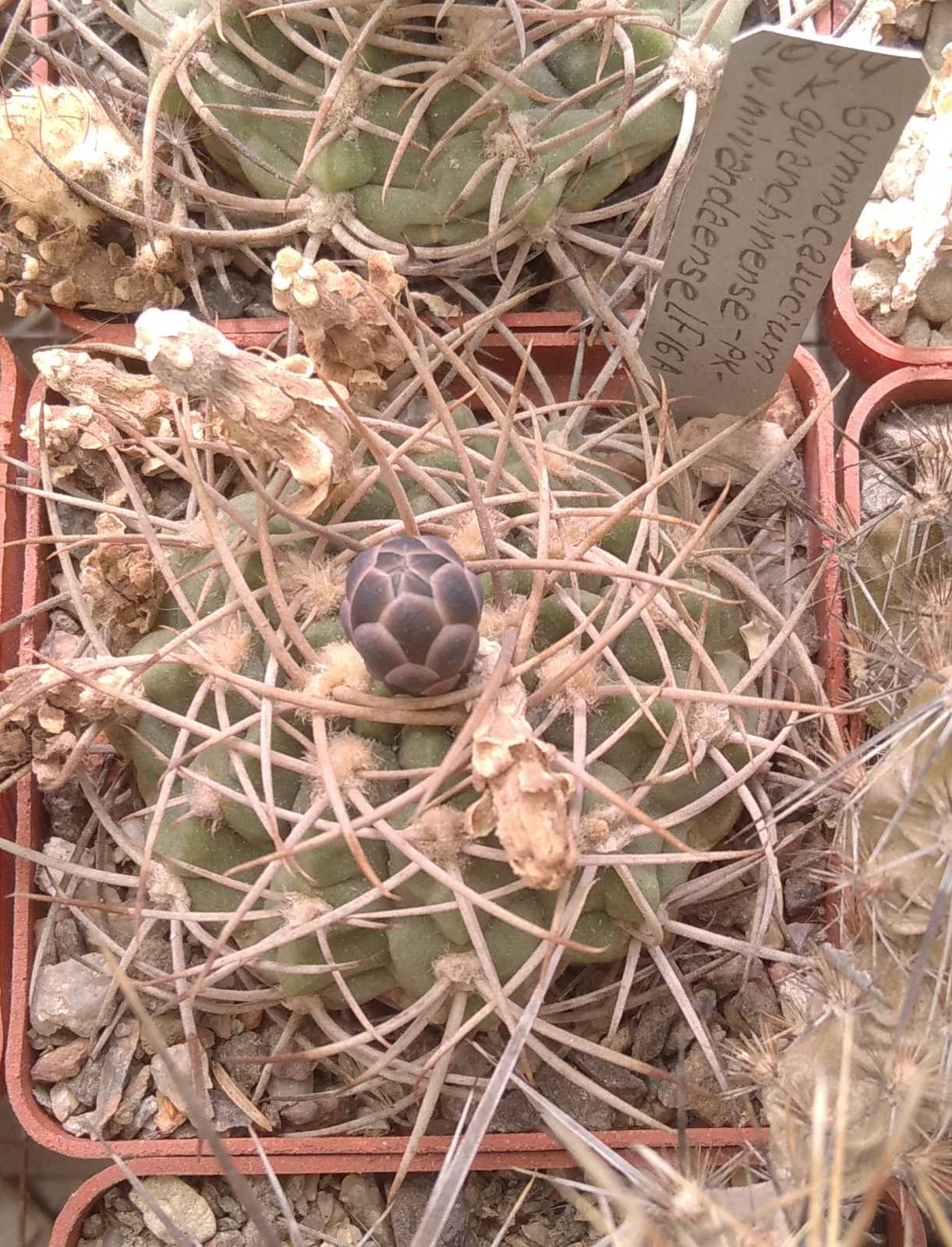 Gymnocalycium guanchinense v. mirandaense LF16a -cube-6cm-
