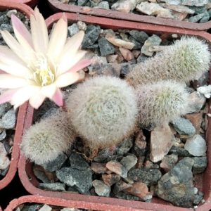 Aylostera cv."Sun Rise" -cube-5cm-