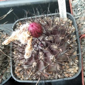 Neoporteria  taltalensis -cube-7cm-