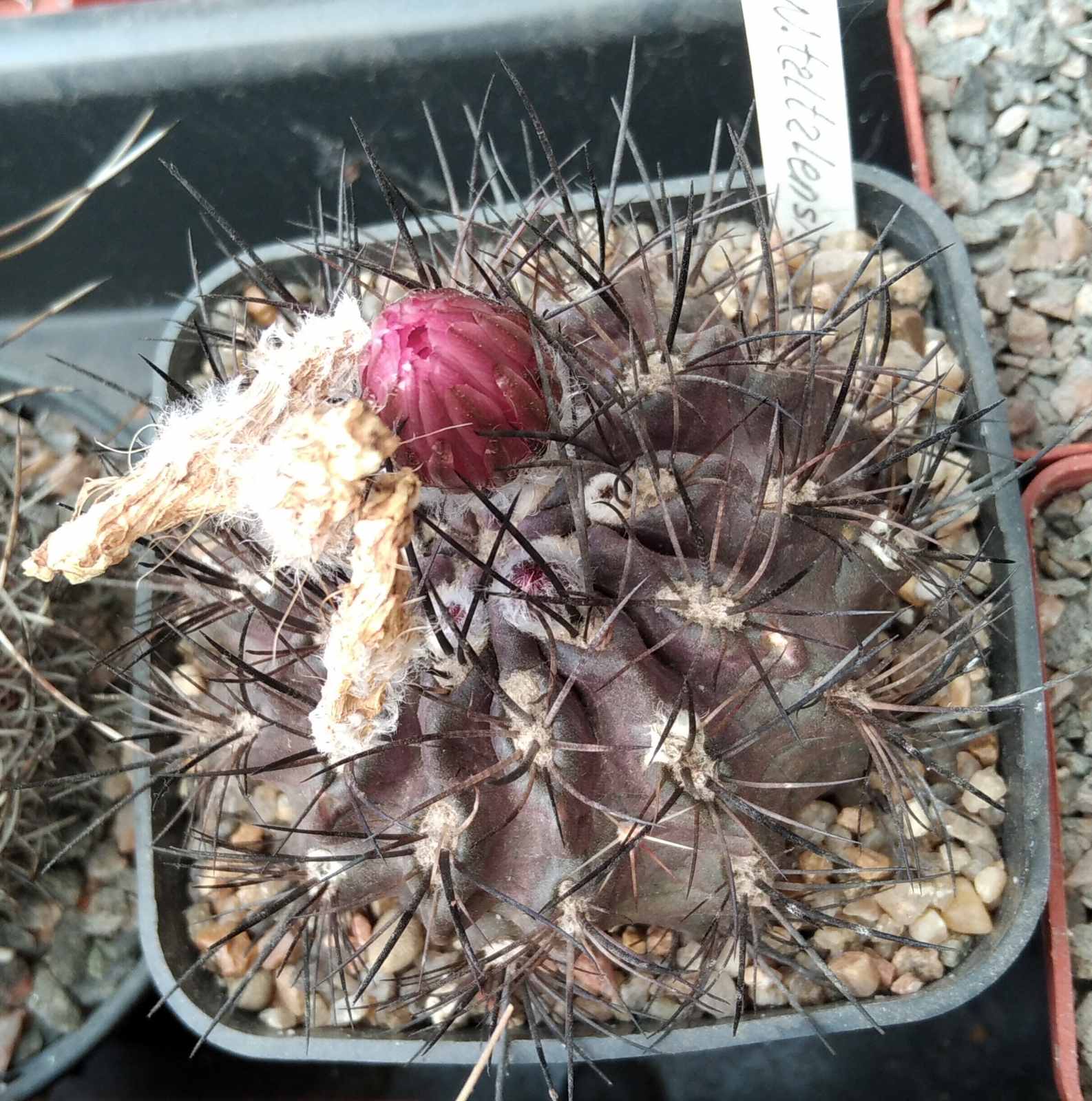 Neoporteria  taltalensis -cube-7cm-