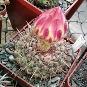 Notocactus concinnioides HU77 MG-cube-6cm-