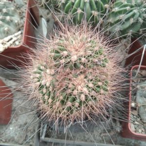 Soehrensia bruchii f. monstrosa -