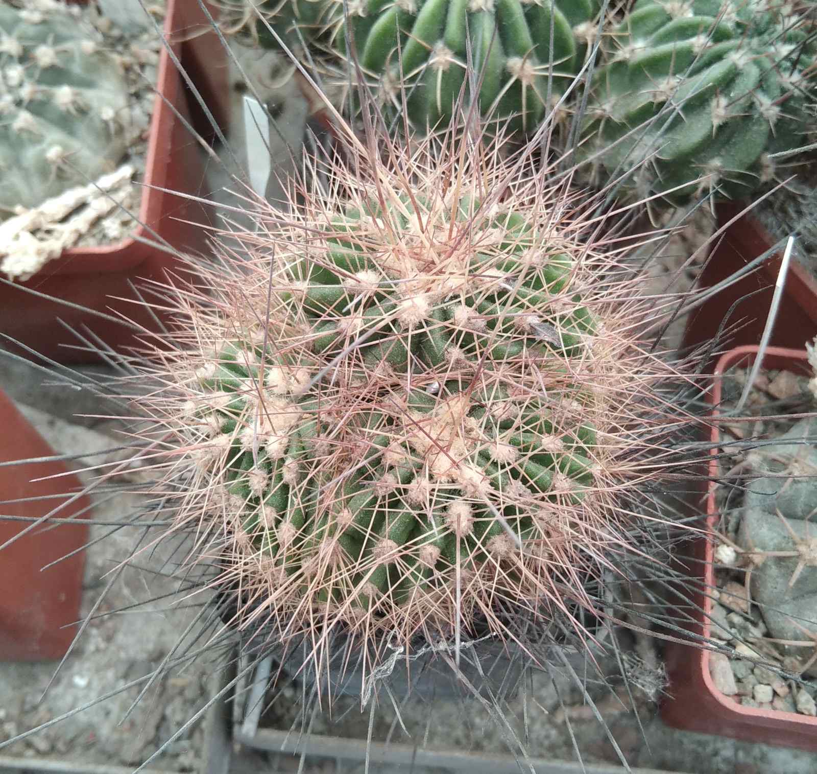 Soehrensia bruchii f. monstrosa -