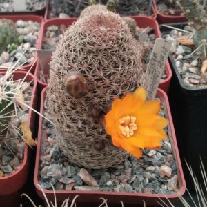 Lobivia  famatimensis v. sanjuanensis WR557 -cube-7cm-