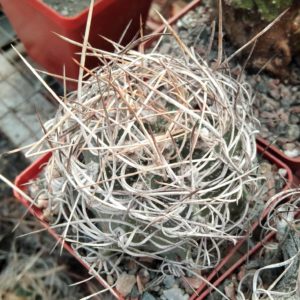 Astrophytum  senile v. aureum -cube-8cm-