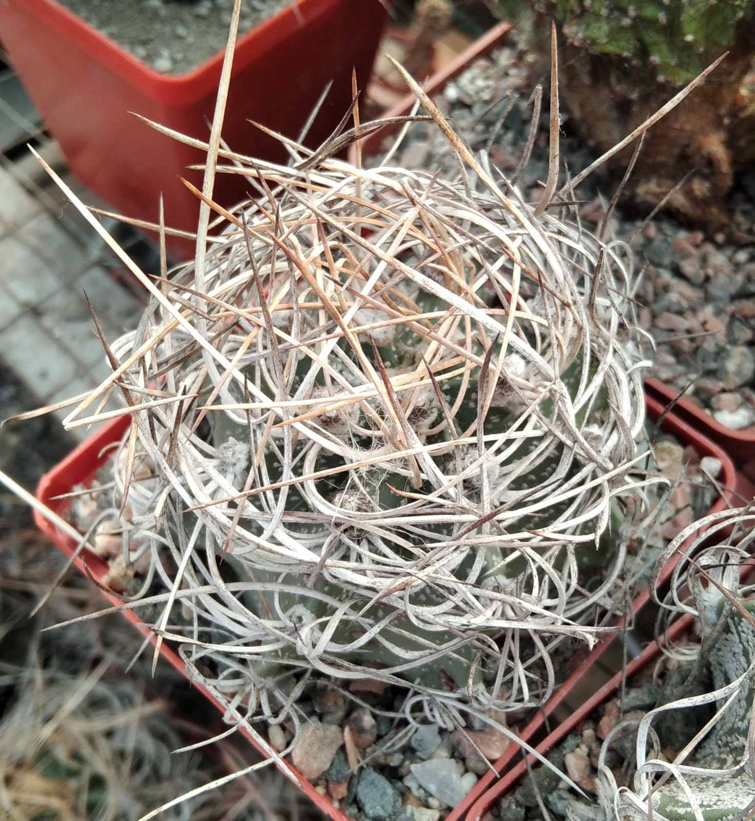 Astrophytum  senile v. aureum -cube-8cm-