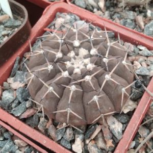 Gymnocalycium paucispinum v. guasayense KP258 -cube-7cm-
