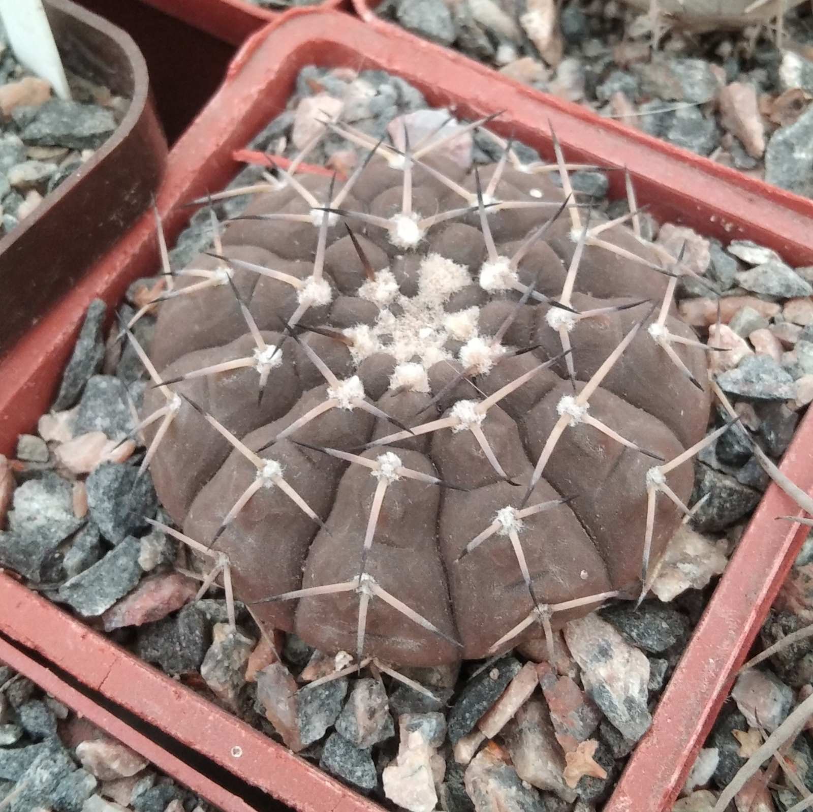 Gymnocalycium paucispinum v. guasayense KP258 -cube-7cm-