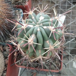 Glandulicactus  mattsonii SB1449 -cube-6cm-