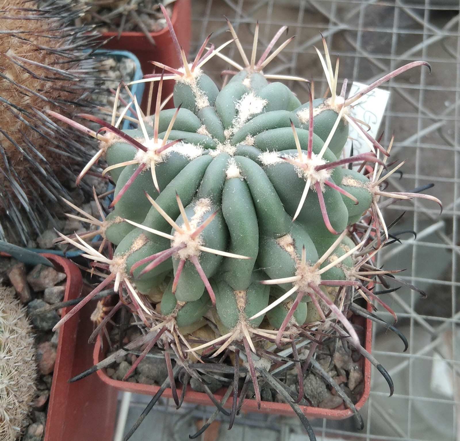 Glandulicactus  mattsonii SB1449 -cube-6cm-