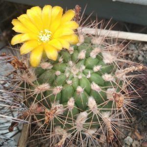 Weingarthia riograndensis -9cm- MG-
