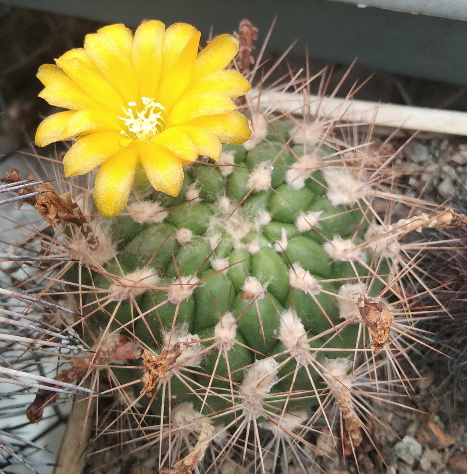 Weingarthia riograndensis -9cm- MG-