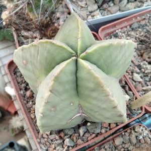 Astrophytum myriostigma v. nudum -cube-9cm-