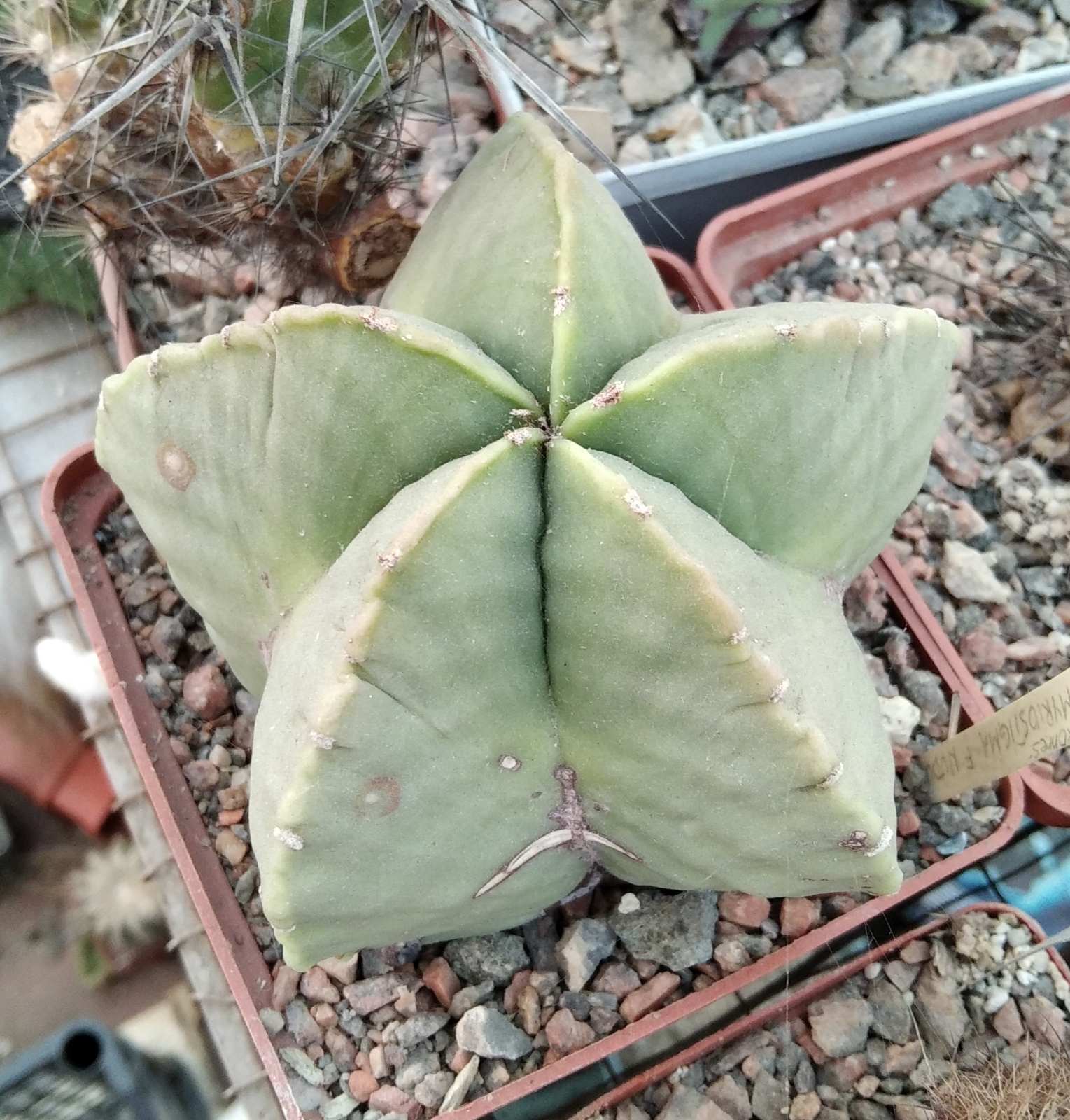 Astrophytum myriostigma v. nudum -cube-9cm-