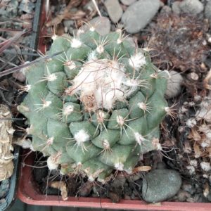 Turbinicarpus  laui MZ408 -