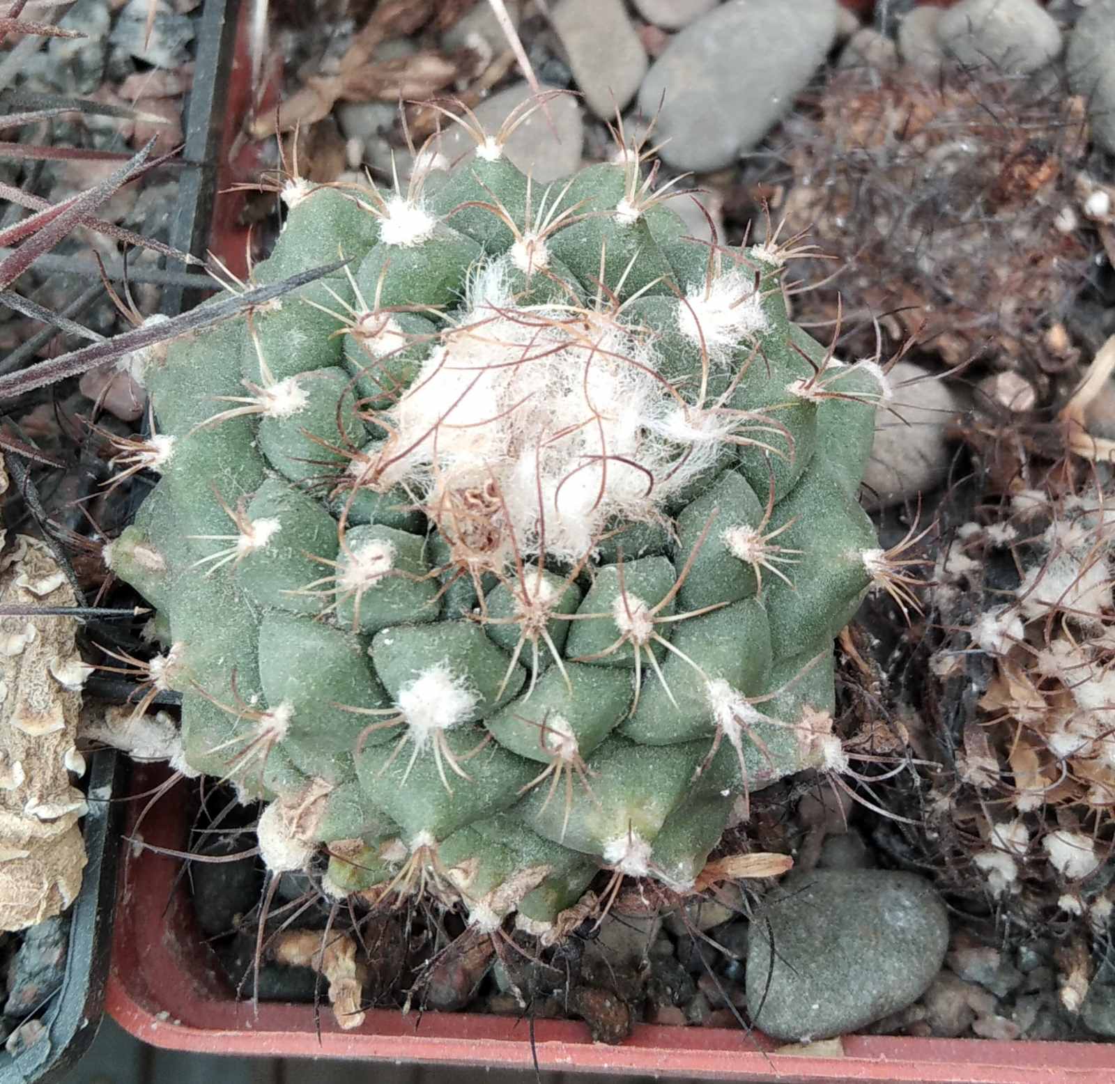 Turbinicarpus  laui MZ408 -