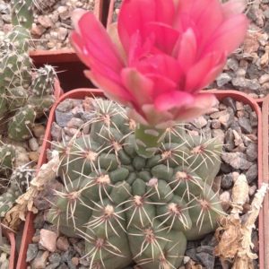 Gymnocalycium  baldianum -cube-7cm-