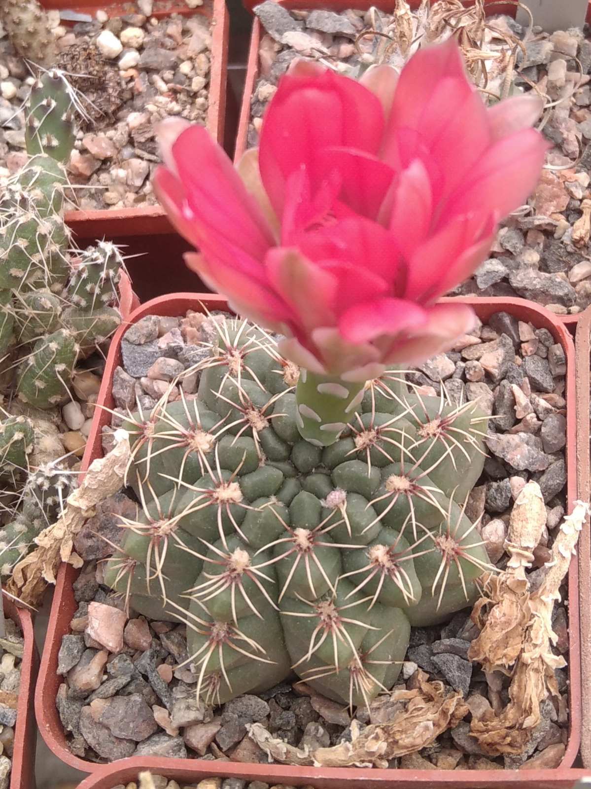 Gymnocalycium baldianum -cube-7cm-