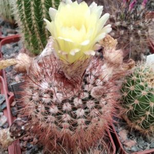 Notocactus schlosseri DV4 -cube-6cm-