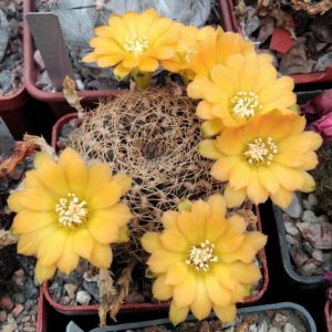 Sulcorebutia candiae -Koehres- cube-6cm-