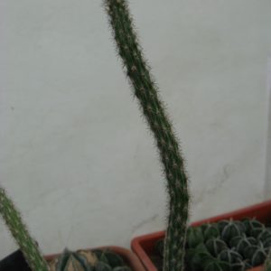 Wilcoxia waldesii RH119