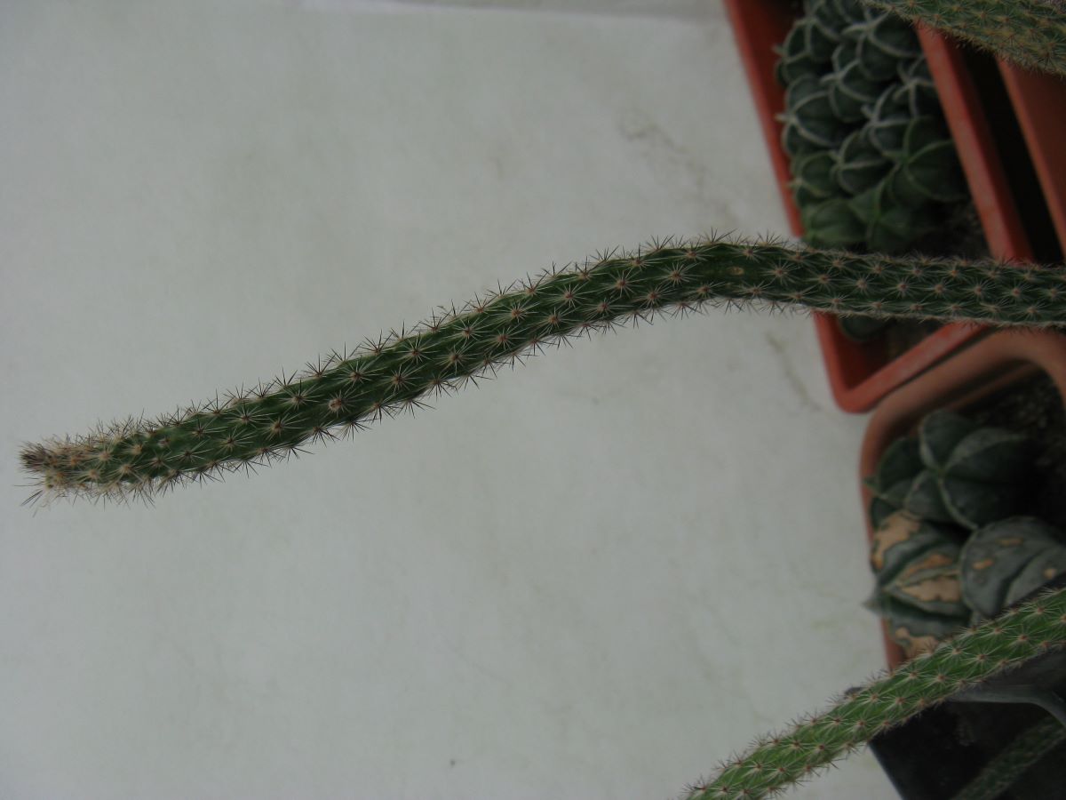 Wilcoxia waldesii RH119